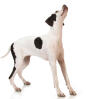 Pointer anglais