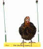 Un poulet se balançant joyeusement sur la balançoire à poulet