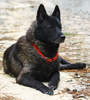 Chien d'élan norvégien gris