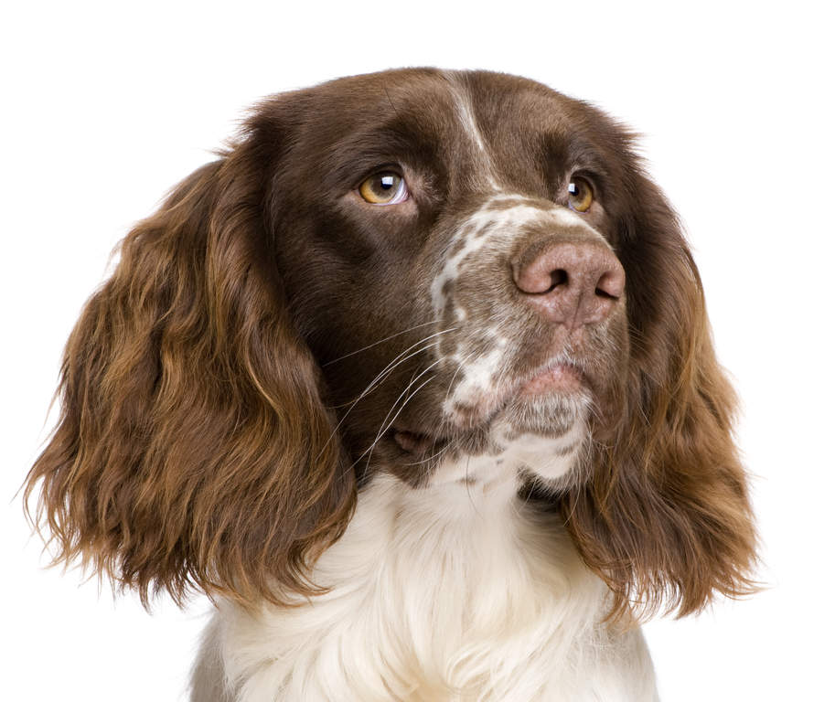 Chien Springer anglais Races de chiens