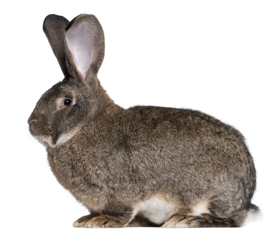 Géant des Flandres For Sale Lapins Informations sur les races omlet