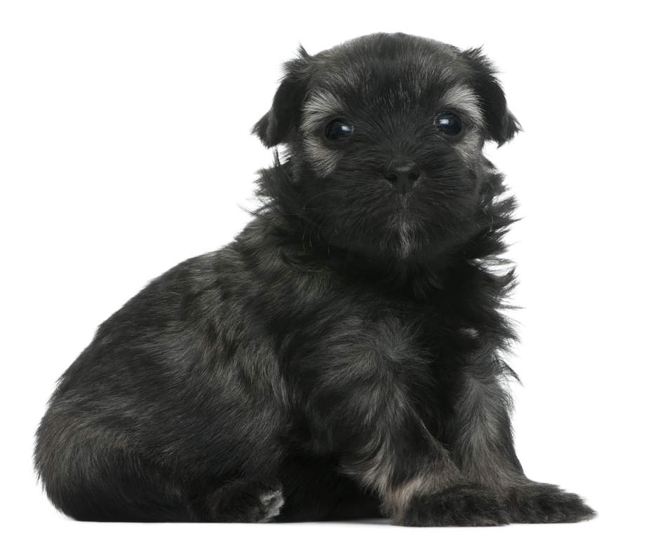 Petit Chien Lion Chiens Informations Sur Les Races Omlet
