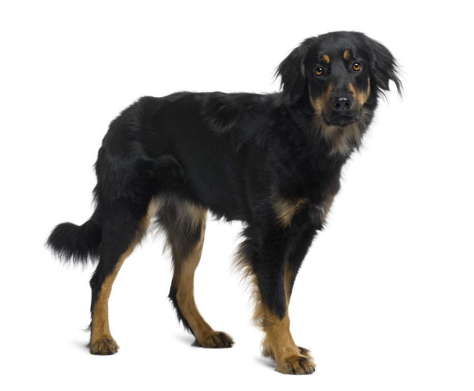 Hovawart Chiens Informations Sur Les Races Omlet