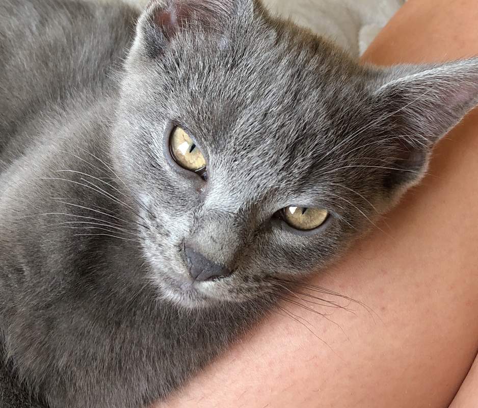 Bleu russe Chats Informations sur les races Omlet