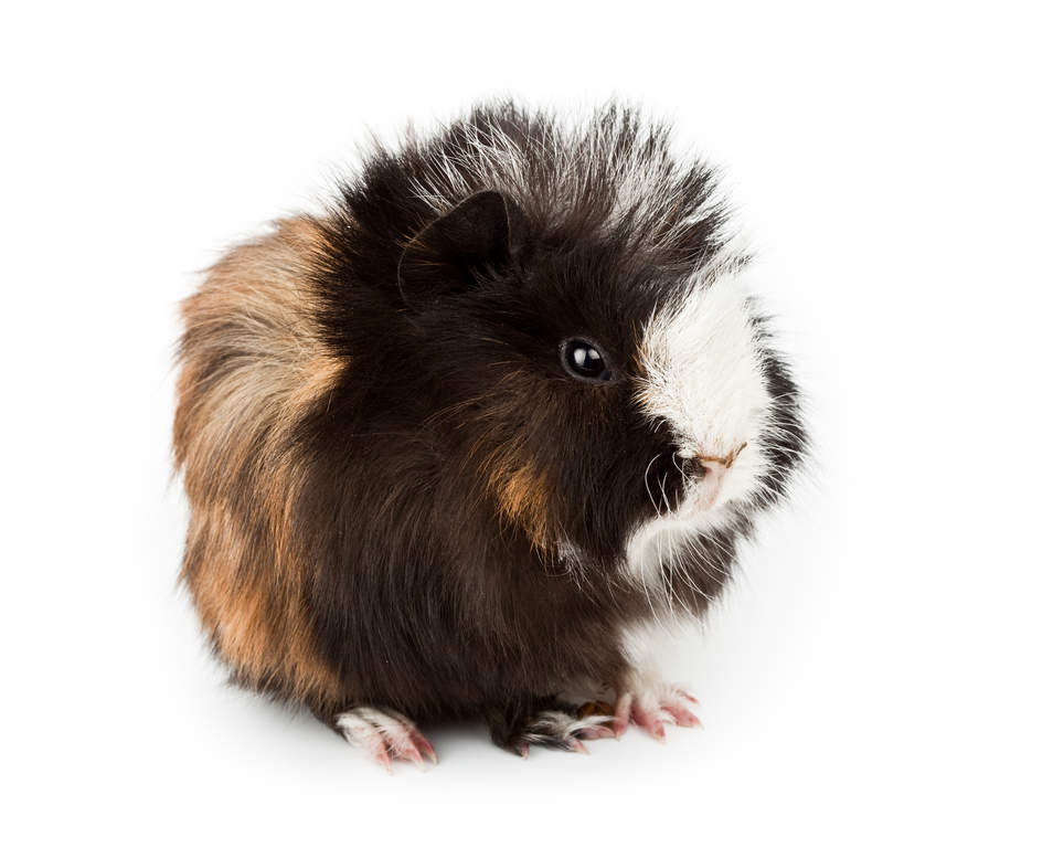 Abyssinien For Sale Cochons d'Inde Informations sur