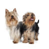 Terrier australien à poil soyeux