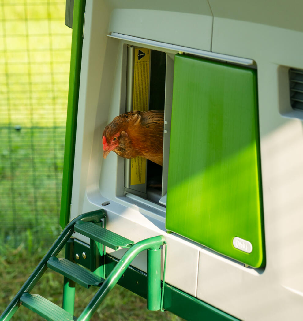Une poule dans l'embrasure de la porte automatique du poulailler.