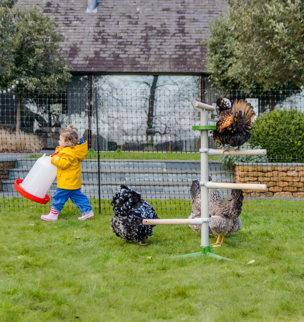 Un enfant à côté de poules qui jouent sur un perchoir pour pied avec des filets à poules en arrière-plan.