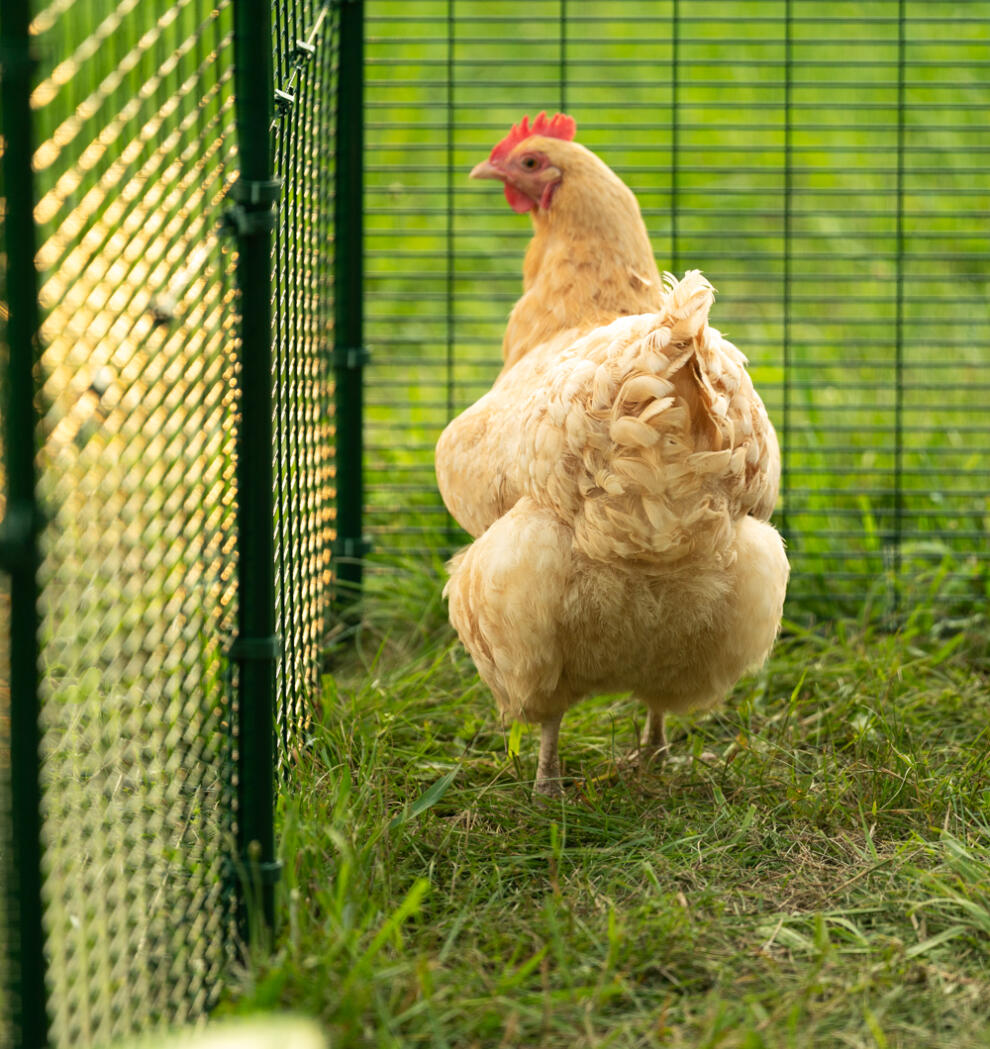 La solidité et la stabilité de l’enclos vous permettent de vous assurer que vos poules sont en sécurité.
