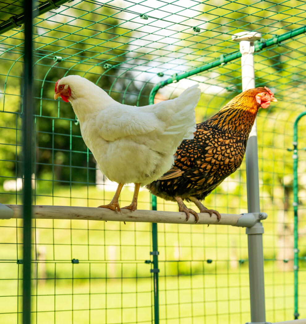 Deux poules installées sur le perchoir pour poules Poletree à l’intérieur du Grand Enclos