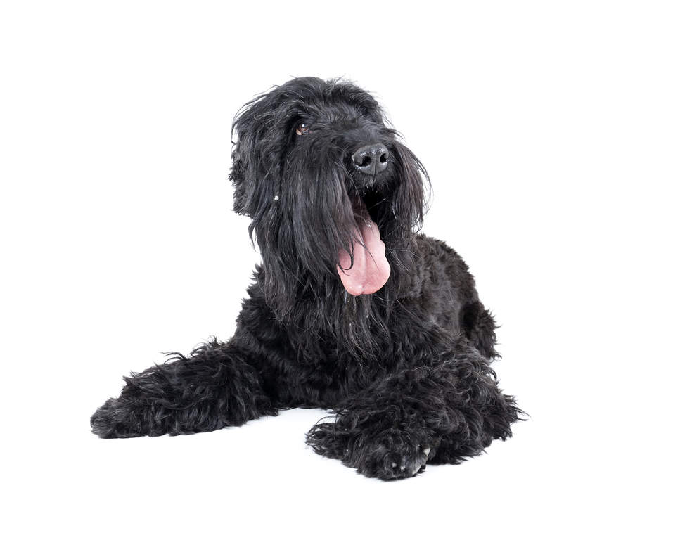 Terrier Noir Russe Chiens Informations Sur Les Races Omlet