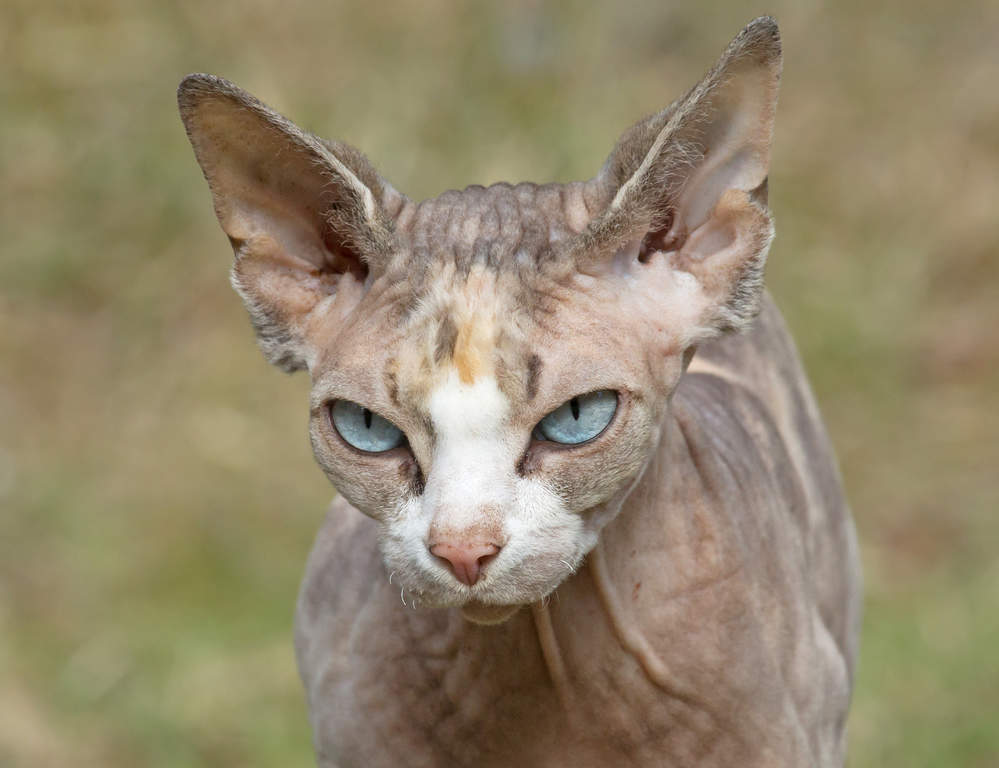 Sphynx Chats Informations Sur Les Races Omlet