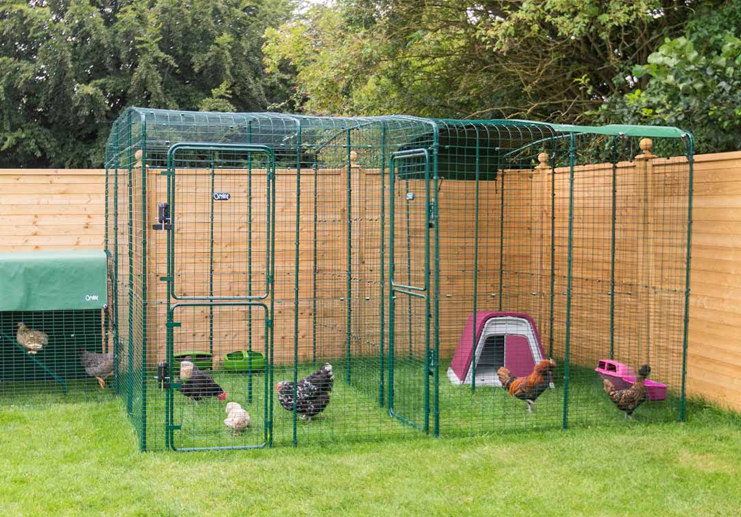 poules à l’intérieur de l’enclos sécurisé d’omlet