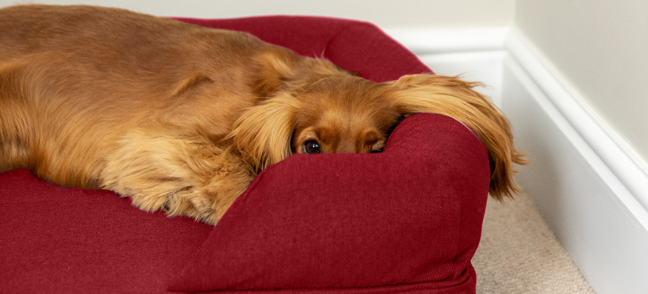 Un cocker qui se détend sur son panier pour chien Bolster d’Omlet