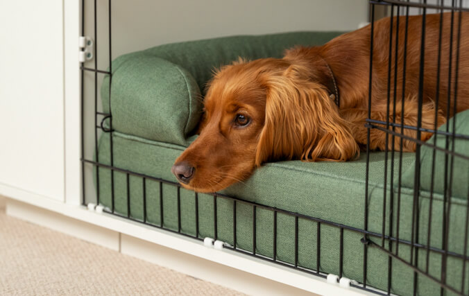 chien qui se repose à l’intérieur d’une niche pour chien