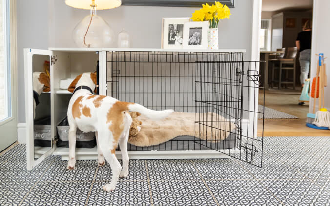 chien qui regarde à l’intérieur de l’armoire de rangement de la niche pour chien