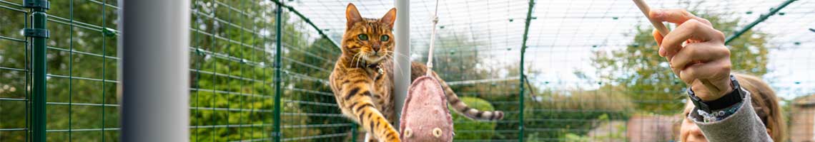 chat qui s’amuse avec un jouet pour chat dans un catio d’extérieur