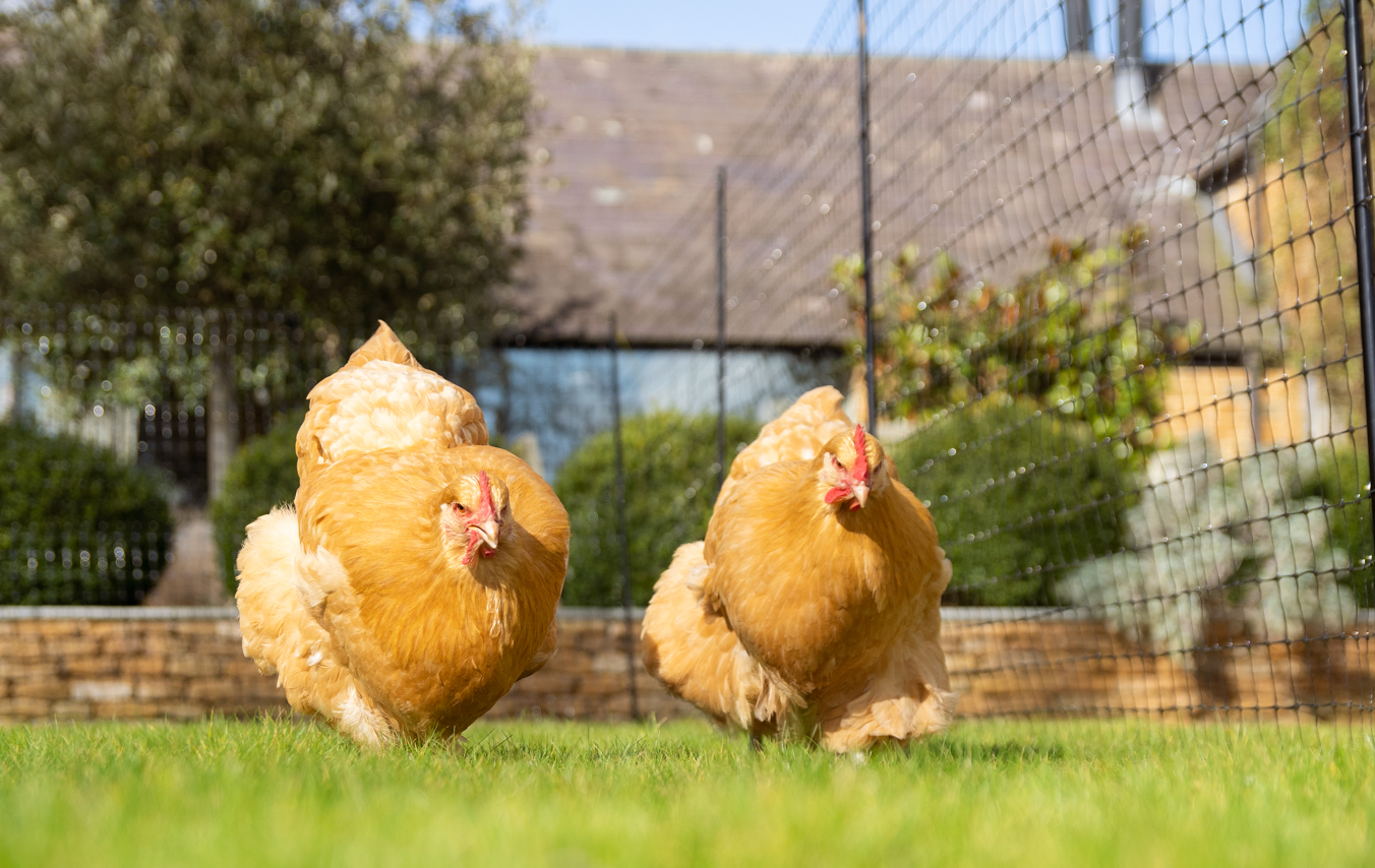 Deux poules qui se baladent devant le filet à poules d’Omlet