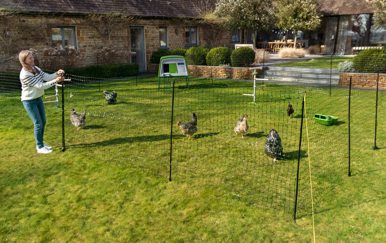 Poules dans le jardin à l’intérieur du filet à poules d’Omlet