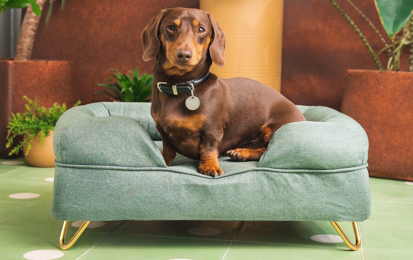 teckel sur un panier pour chien Bolster vert d’Omlet