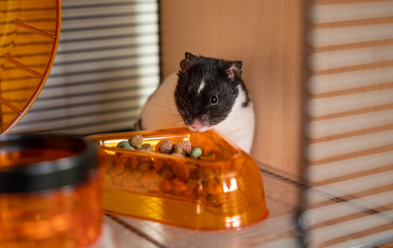 hamster qui mange dans la cage Qute pour hamsters
