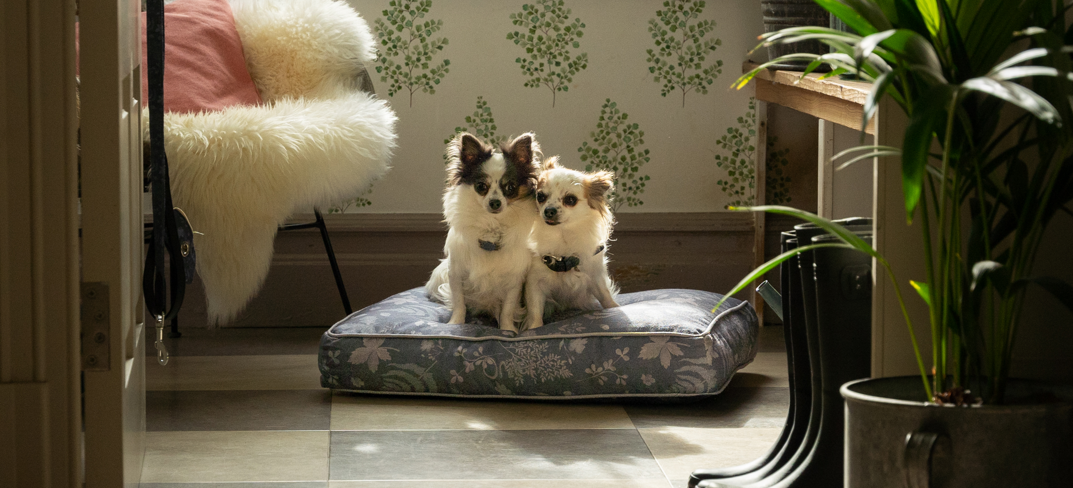 Deux petits chihuahuas sur leur coussin pour chien d’Omlet en imprimé Forrest Fall