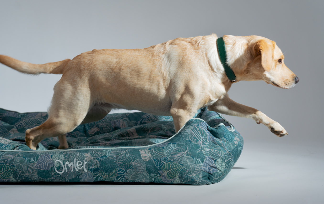Labrador retriever et son nid douillet pour chien Omlet en imprimé Nature Trail Teal