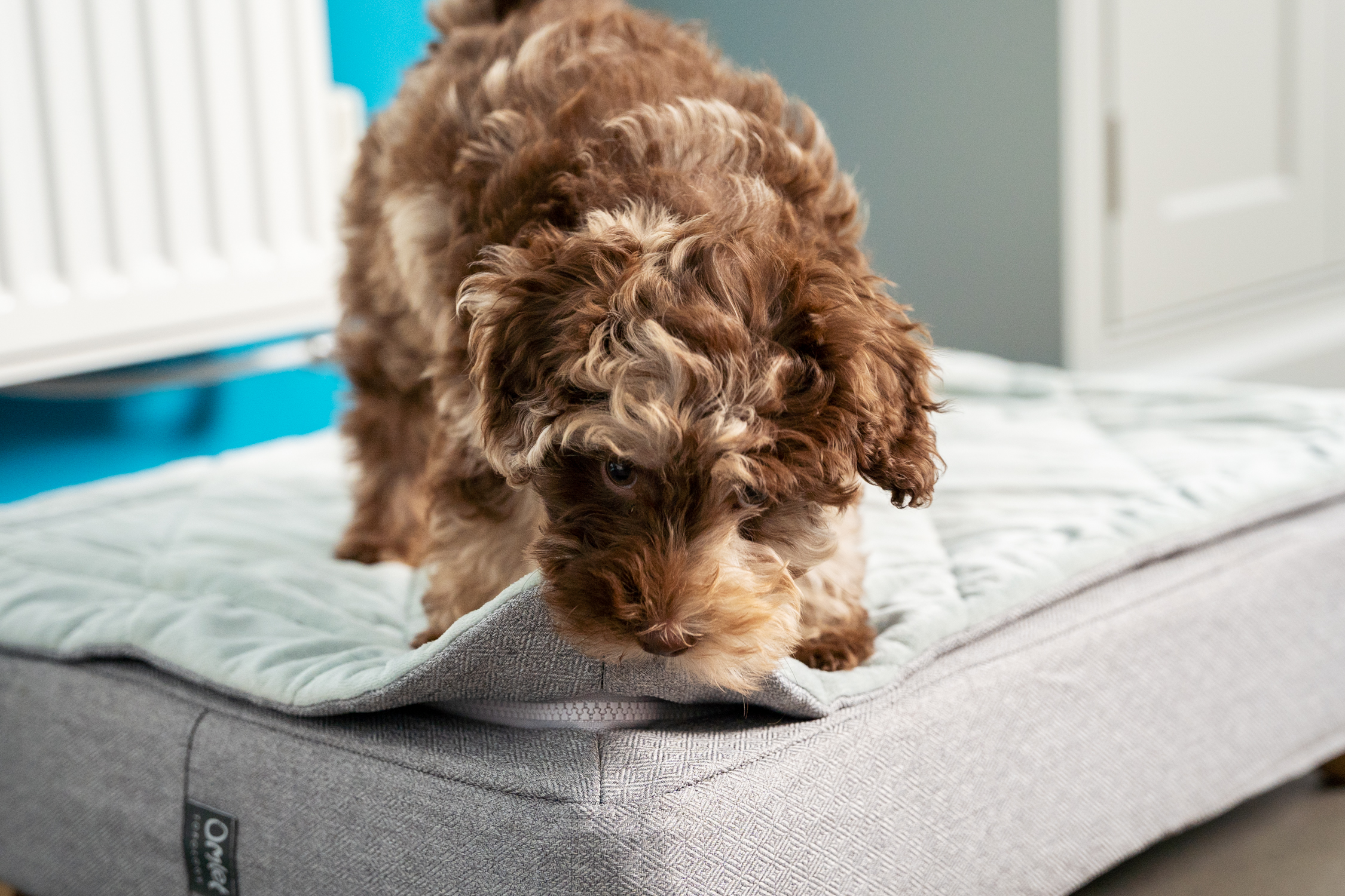 Chiot qui mâchouille le surmatelas matelassé de son panier pour chiot Topology d'Omlet.