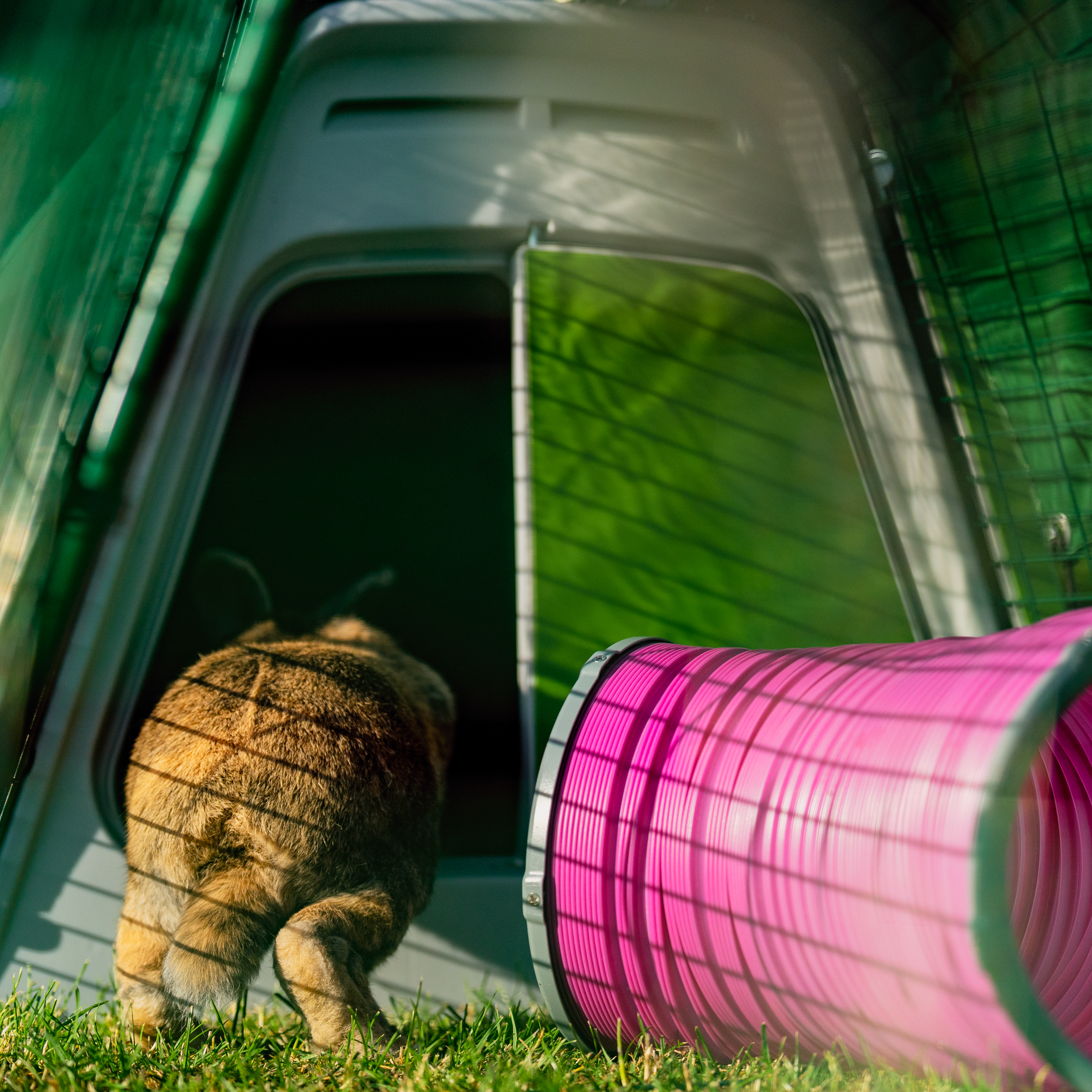 Lapin sautillant dans un clapier Eglu Go à côté d'un tunnel de jeu rose.