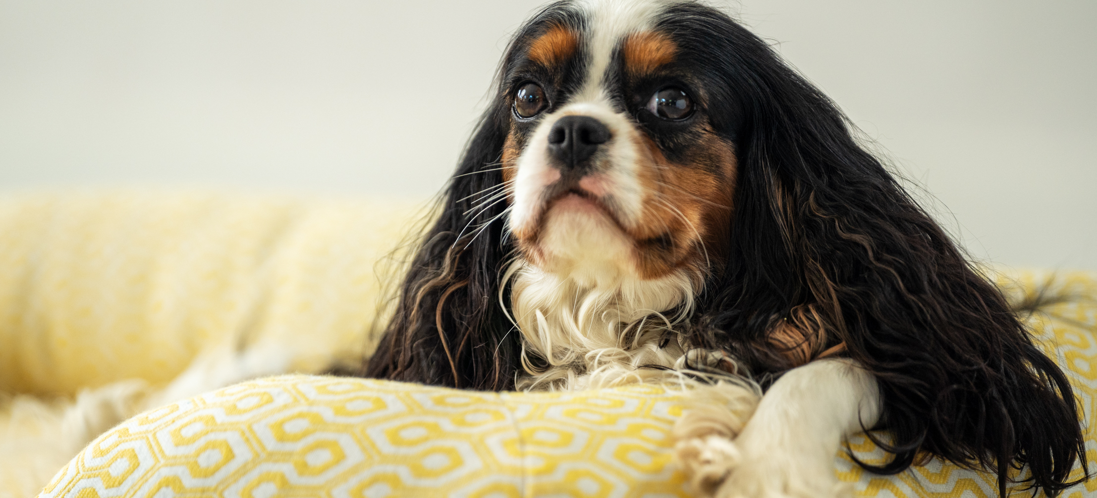 Cavalier King Charles Spaniel sur un Nid douillet pour chien Omlet en imprimé Honeycomb Pollen