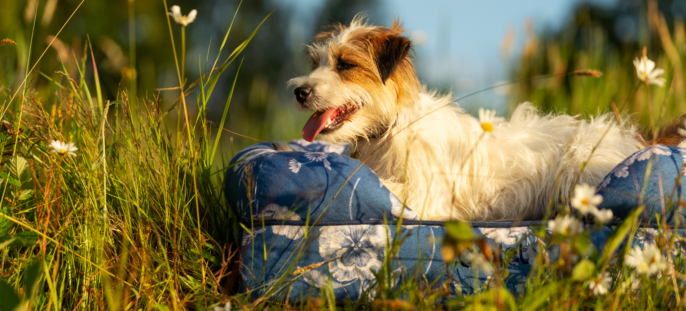 Terrier on Omlet's Bolster dog bed in Gardenia Porcelain