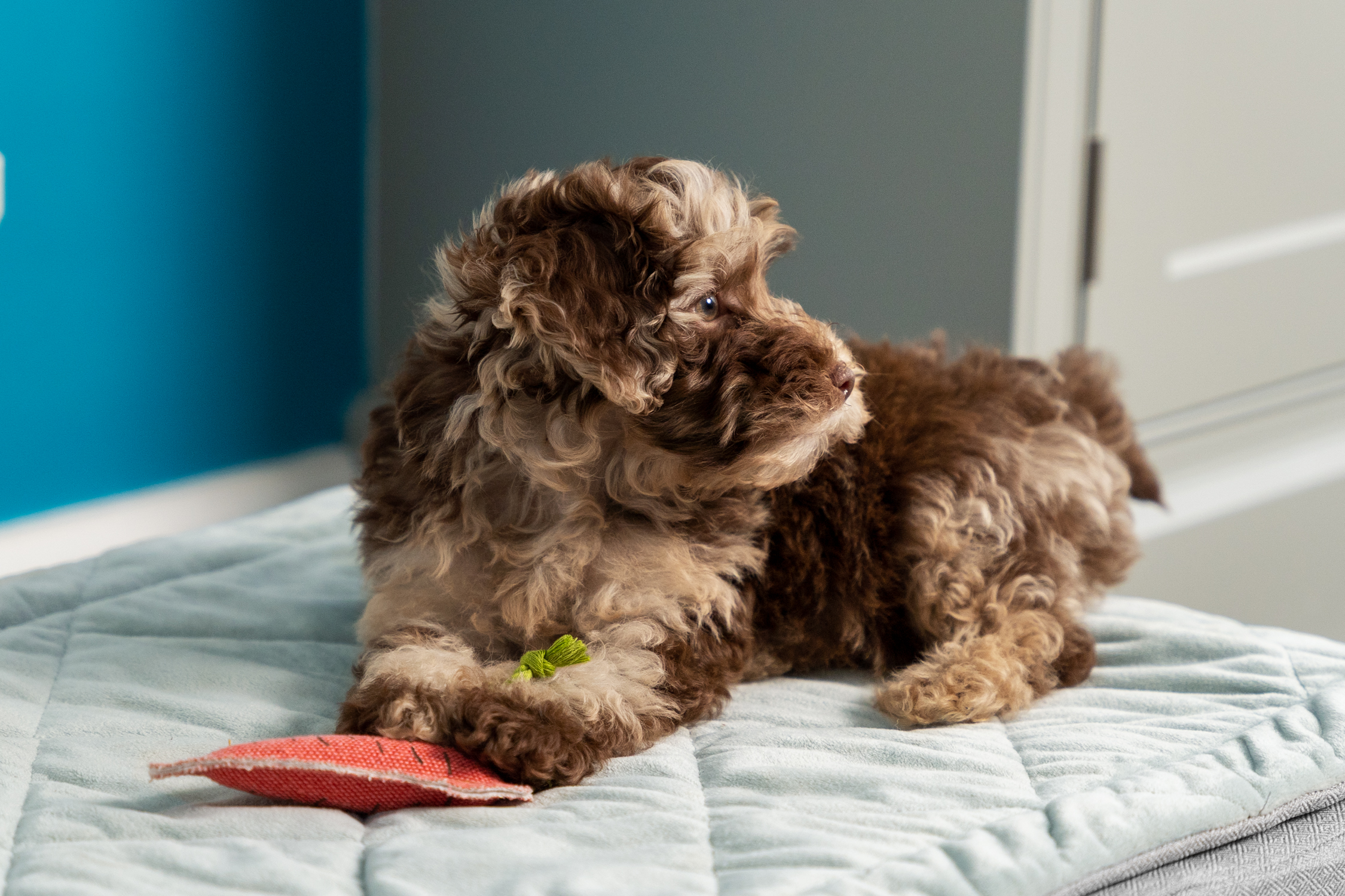 Chiot qui se repose sur panier pour chiot Topology d’Omlet-id=