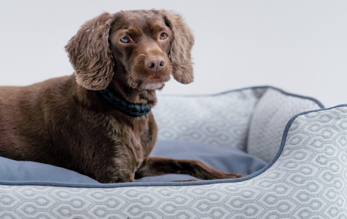 Golden Retriever miniature couché sur un nid douillet pour chien Omlet élégant et portable