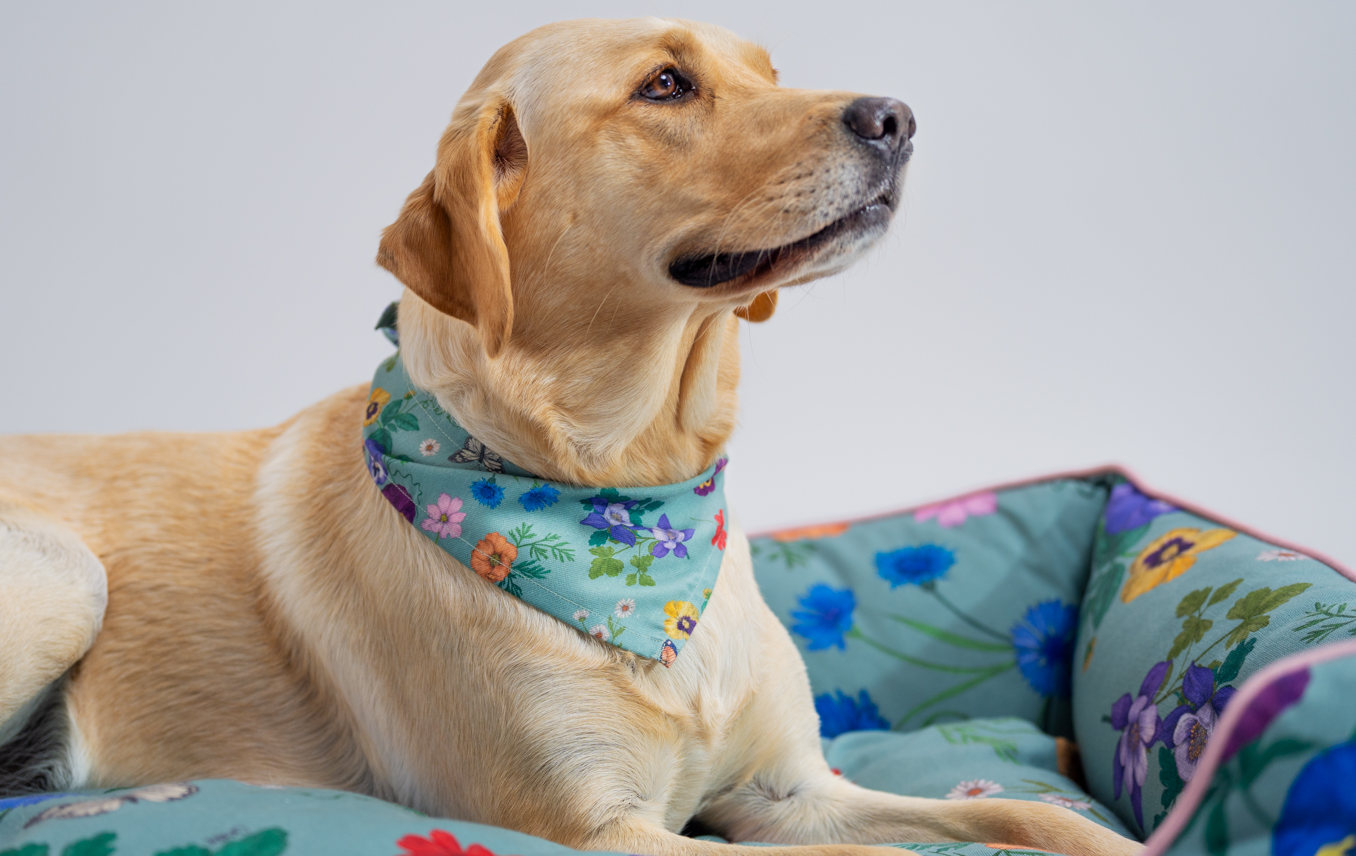 Labrador sur un nid douillet pour chien Omlet en imprimé Gardenia Sage