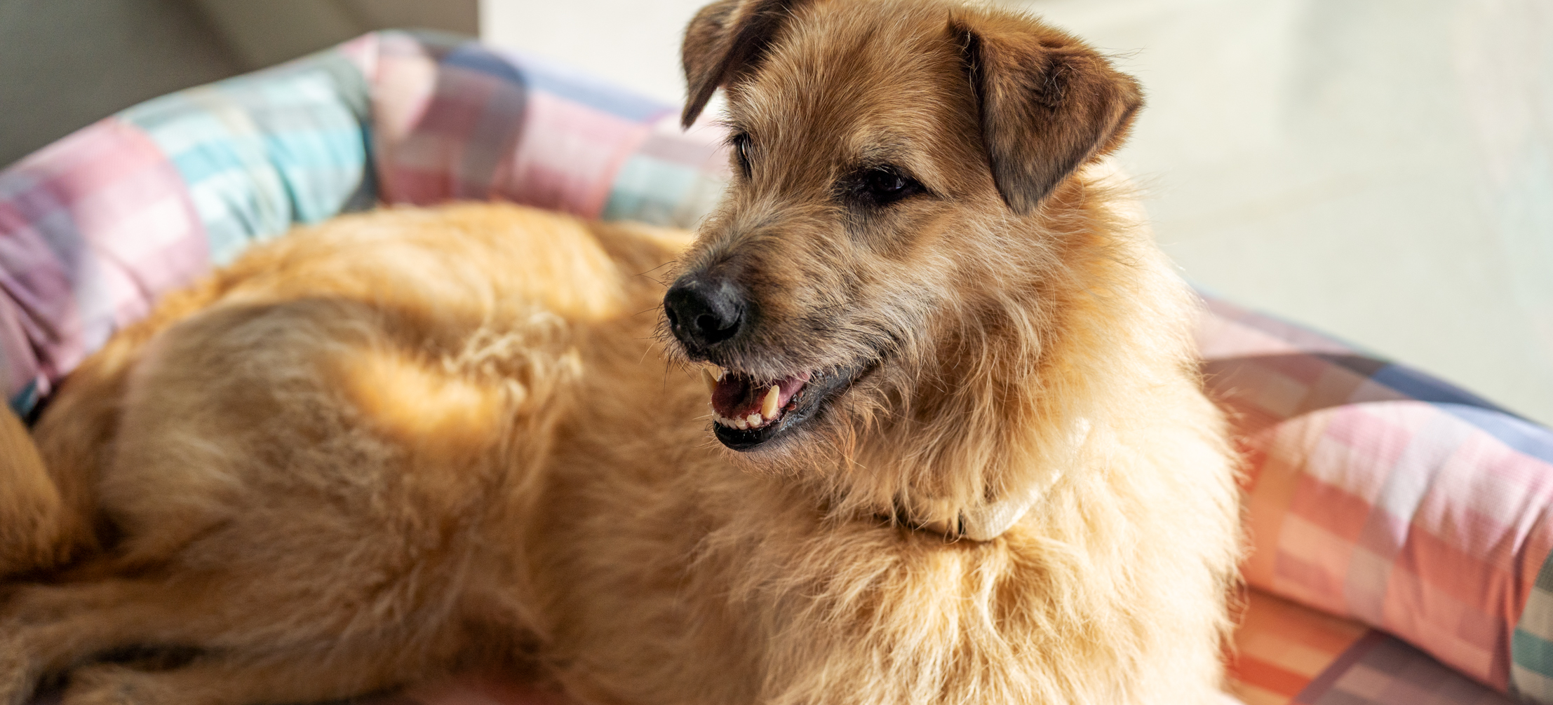 Test ADN d'un chien : connaître les races d'un chien croisé