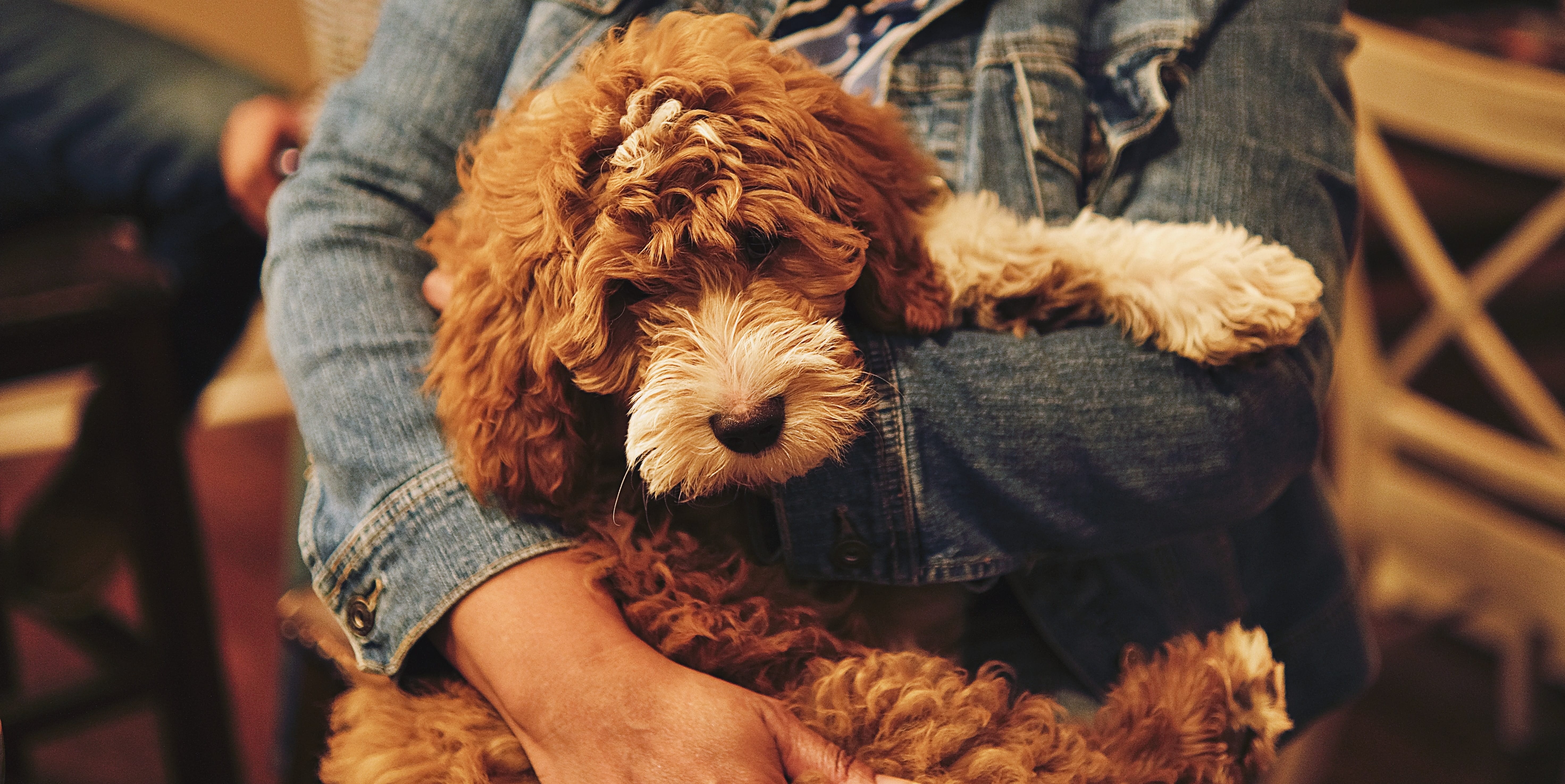 Caniche croisé porté par son propriétaire