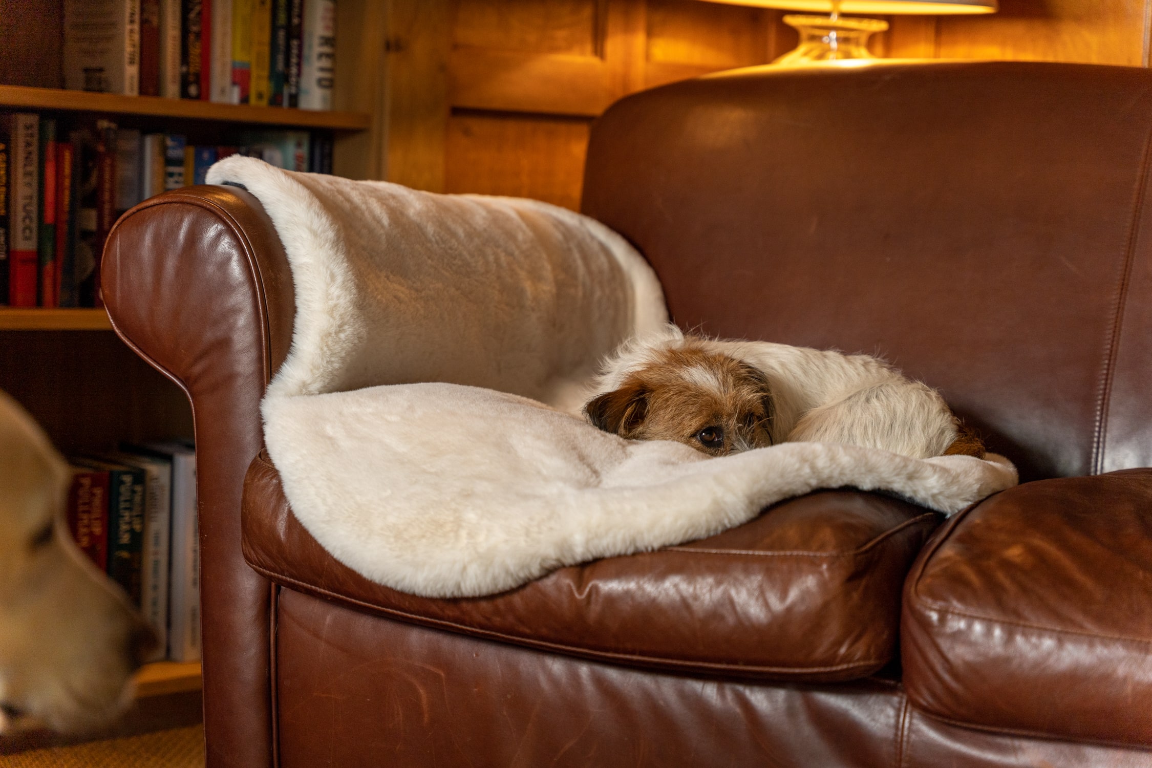 Jack Russell installé confortablement dans le canapé sur une luxueuse couverture pour chien en fausse peau de mouton d’Omlet