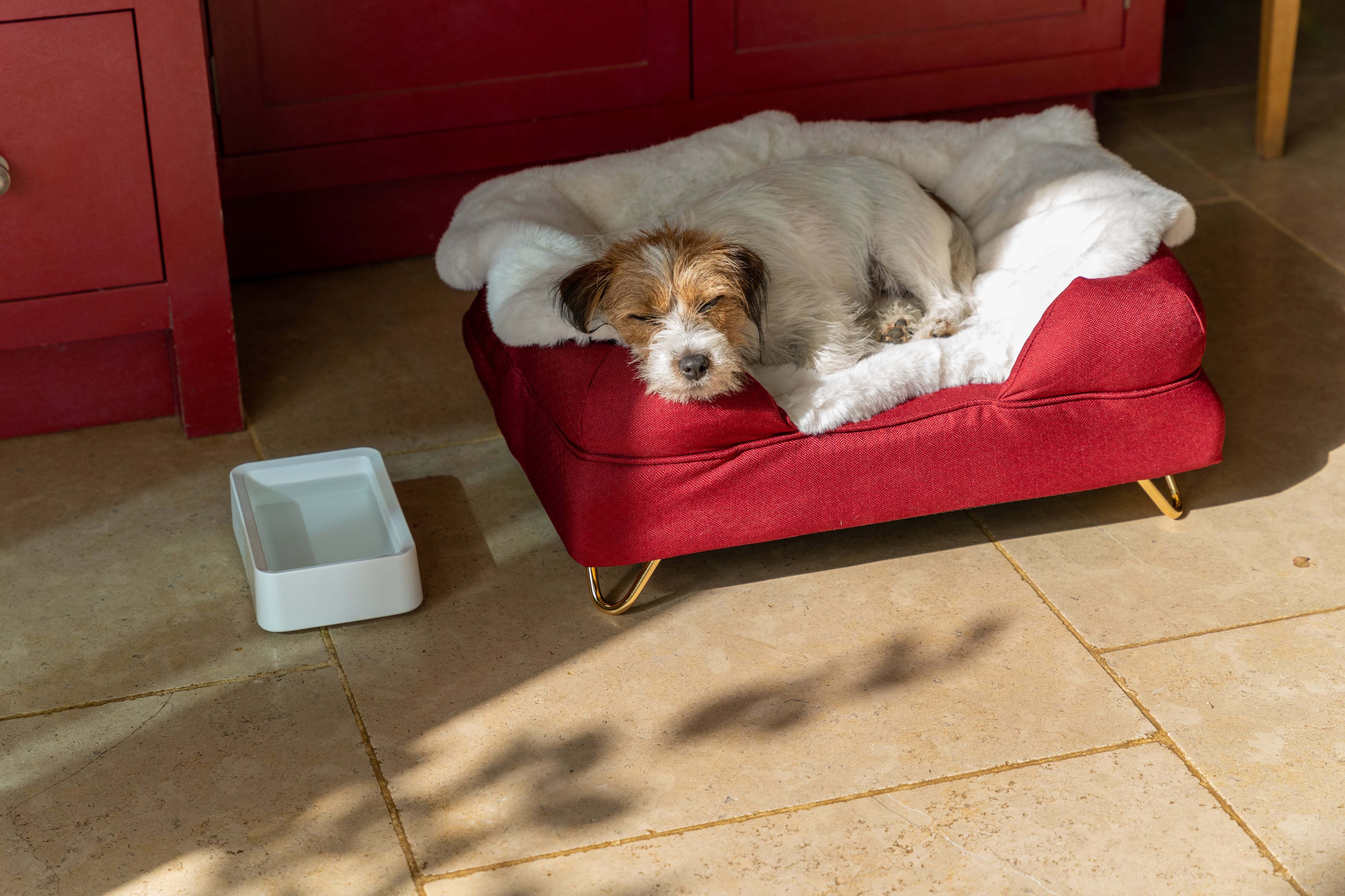 Jack Rusell Terrier endormi sur le panier pour chien Bolster d’Omlet à côté de la gamelle pour chien d’Omlet