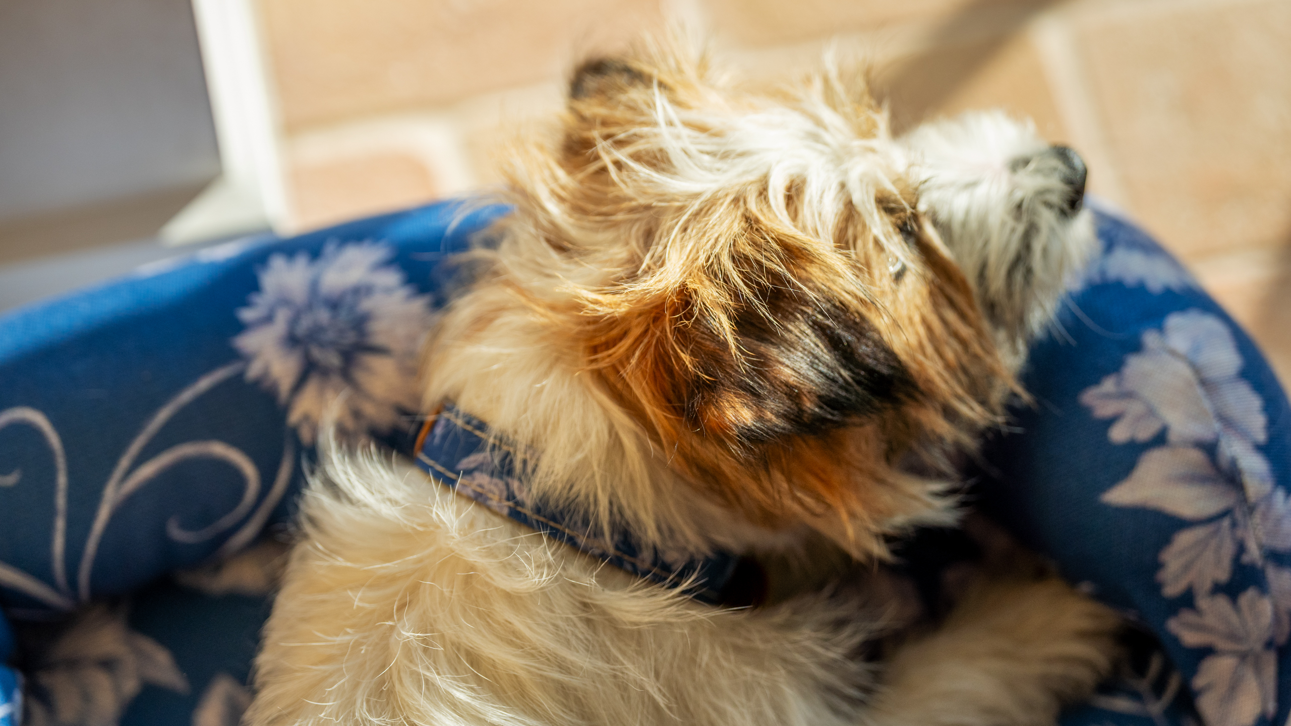 Petit chien terrier qui profite de l’extérieur sur son panier Bolster d’Omlet en imprimé Gardenia Porcelain