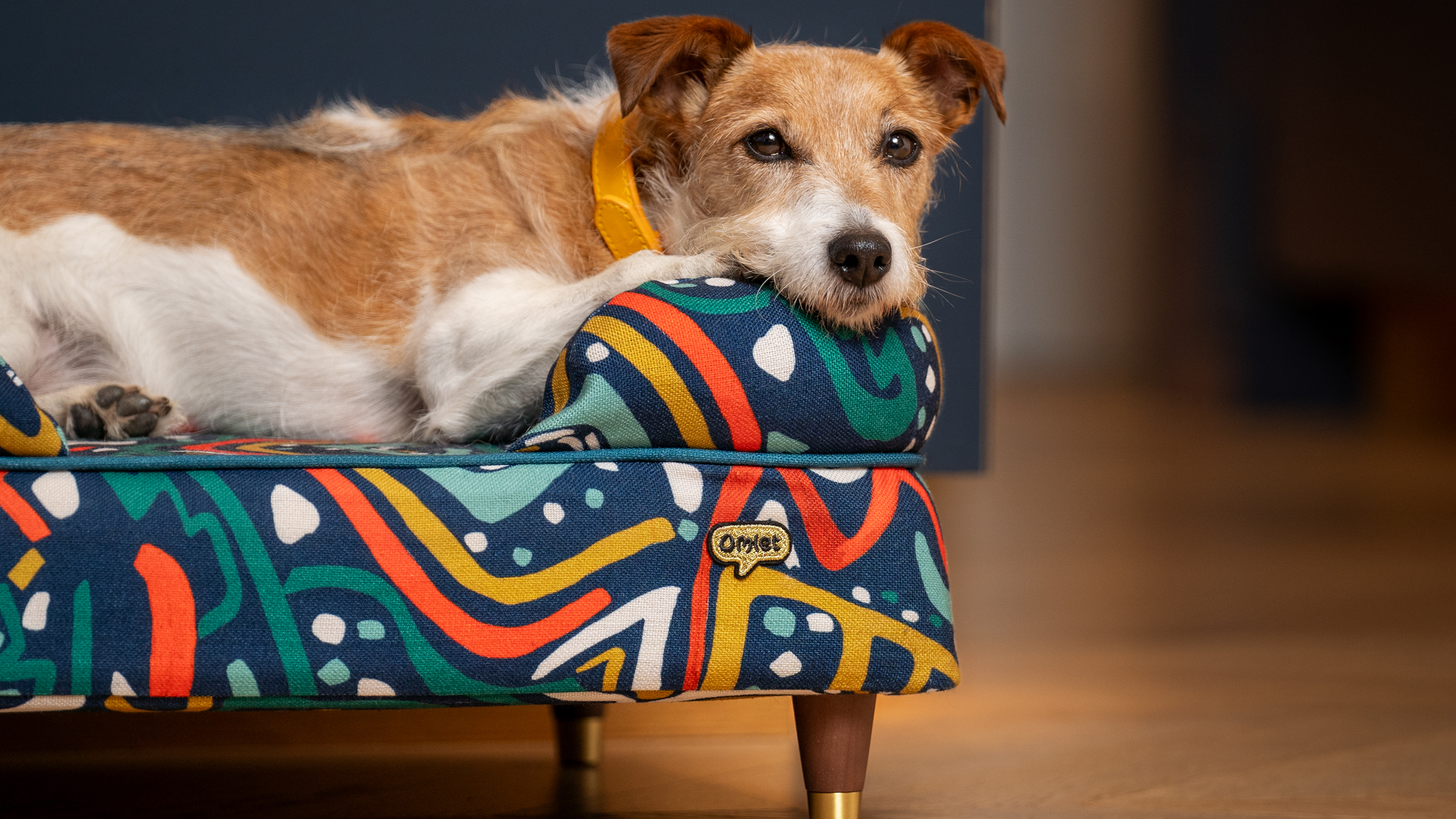 Jack Russell</a> allongé sur un panier pour chien Bolster d’Omlet en imprimé Zoomies