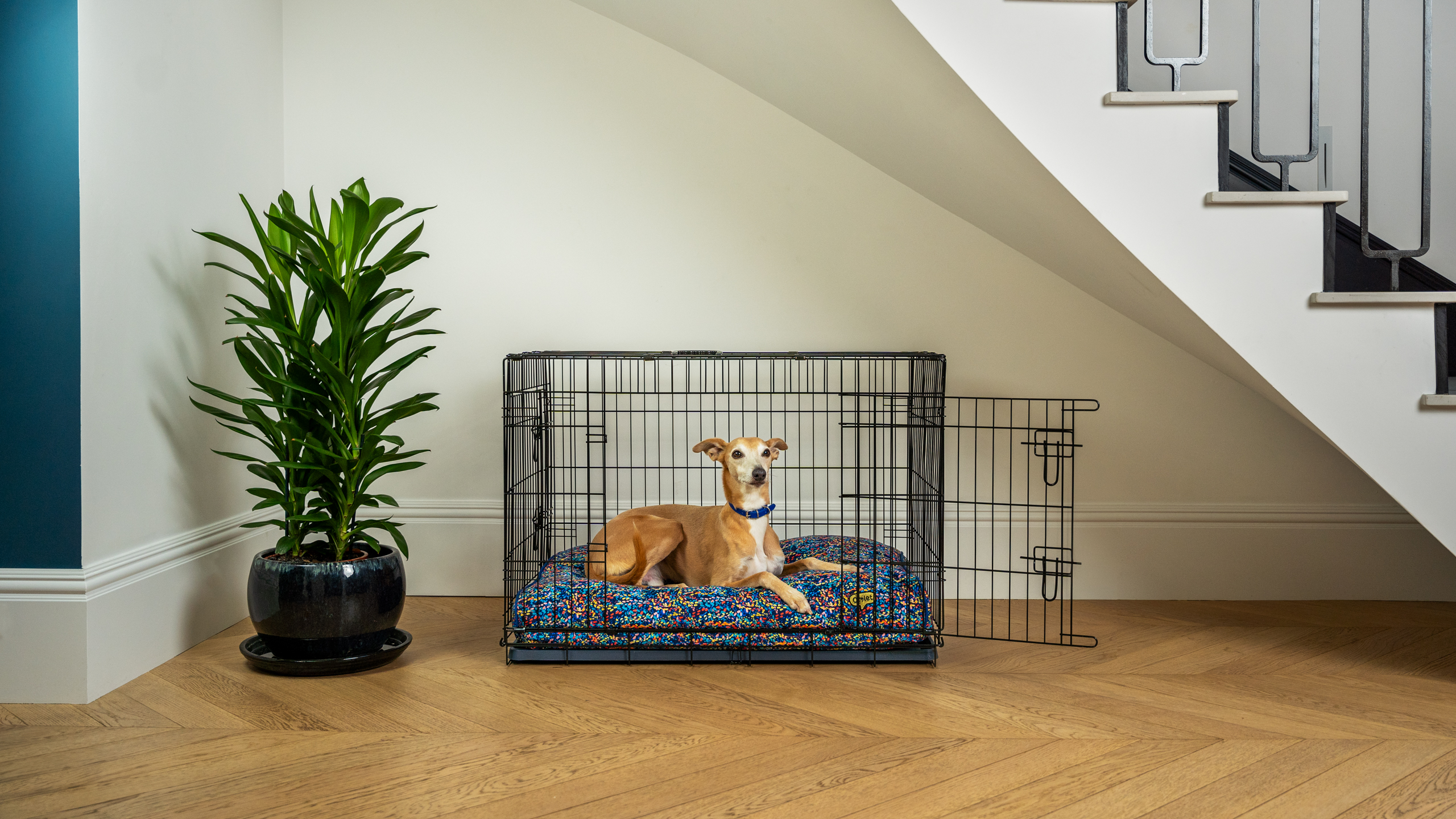 Un whippet assis sur le coussin pour chien d’Omlet dans une cage pour chien Fido Classic