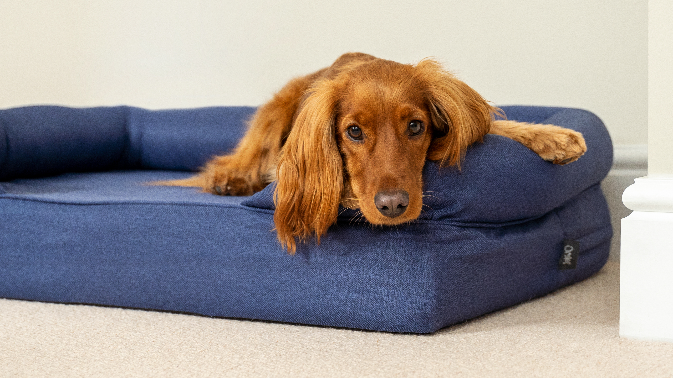 Votre chien bénéficiera d’un niveau de confort inégalé avec le panier pour chien Bolster d’Omlet