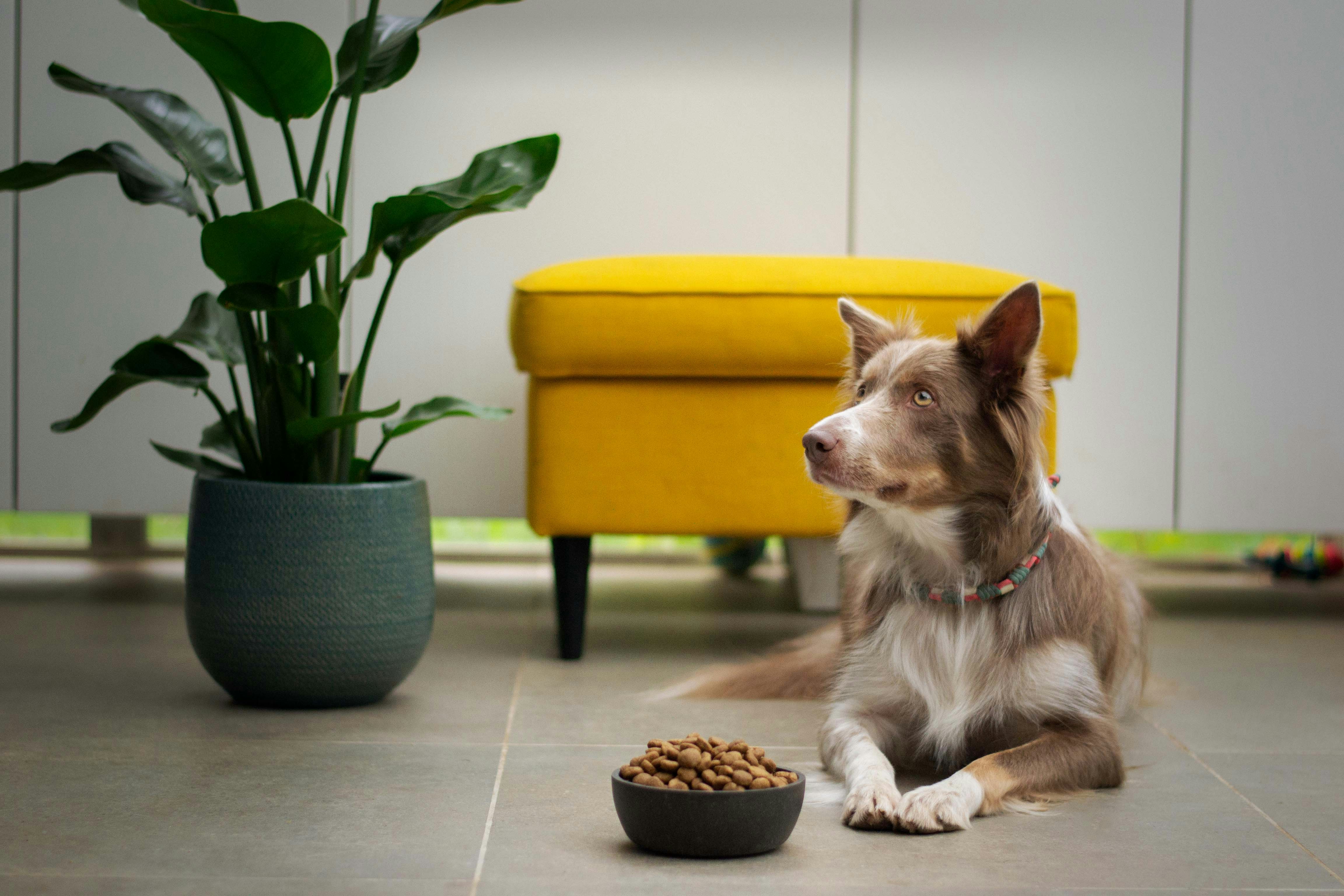 Border Collie qui attend patiemment son repas.