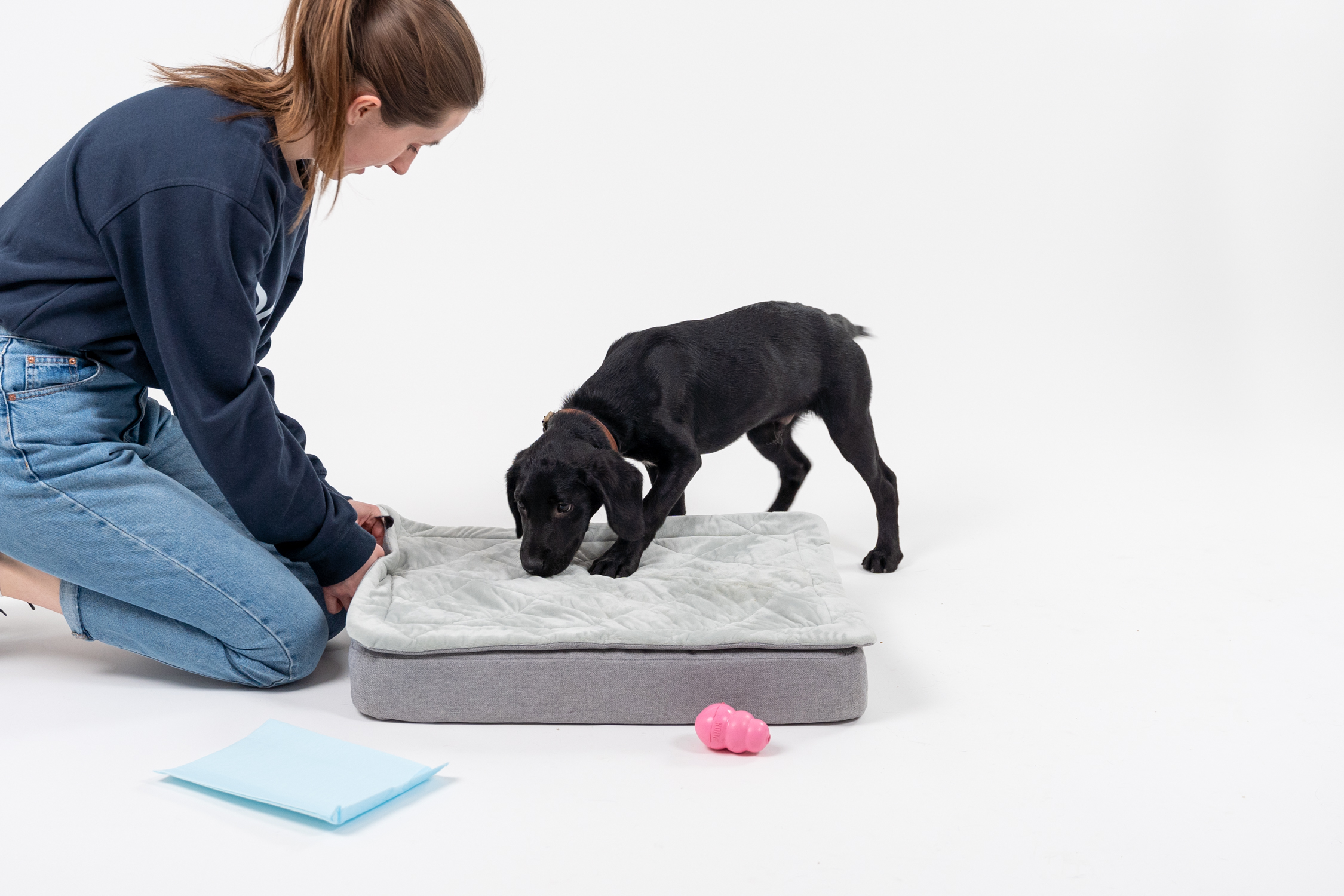 Chiot Labrador sur le panier pour chien Topology d’Omlet