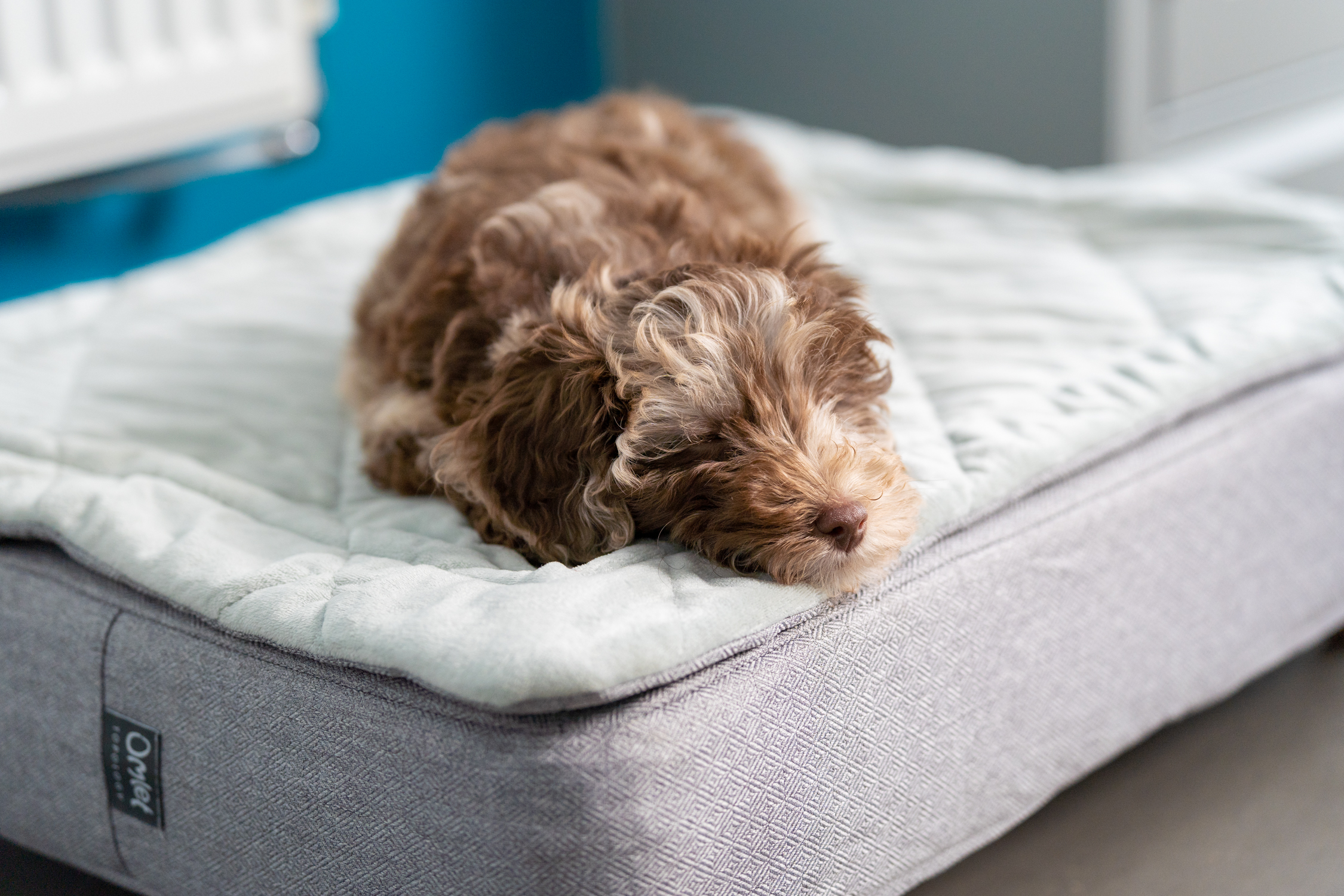 Chiot caniche croisé sur le panier pour chien Topology d’Omlet