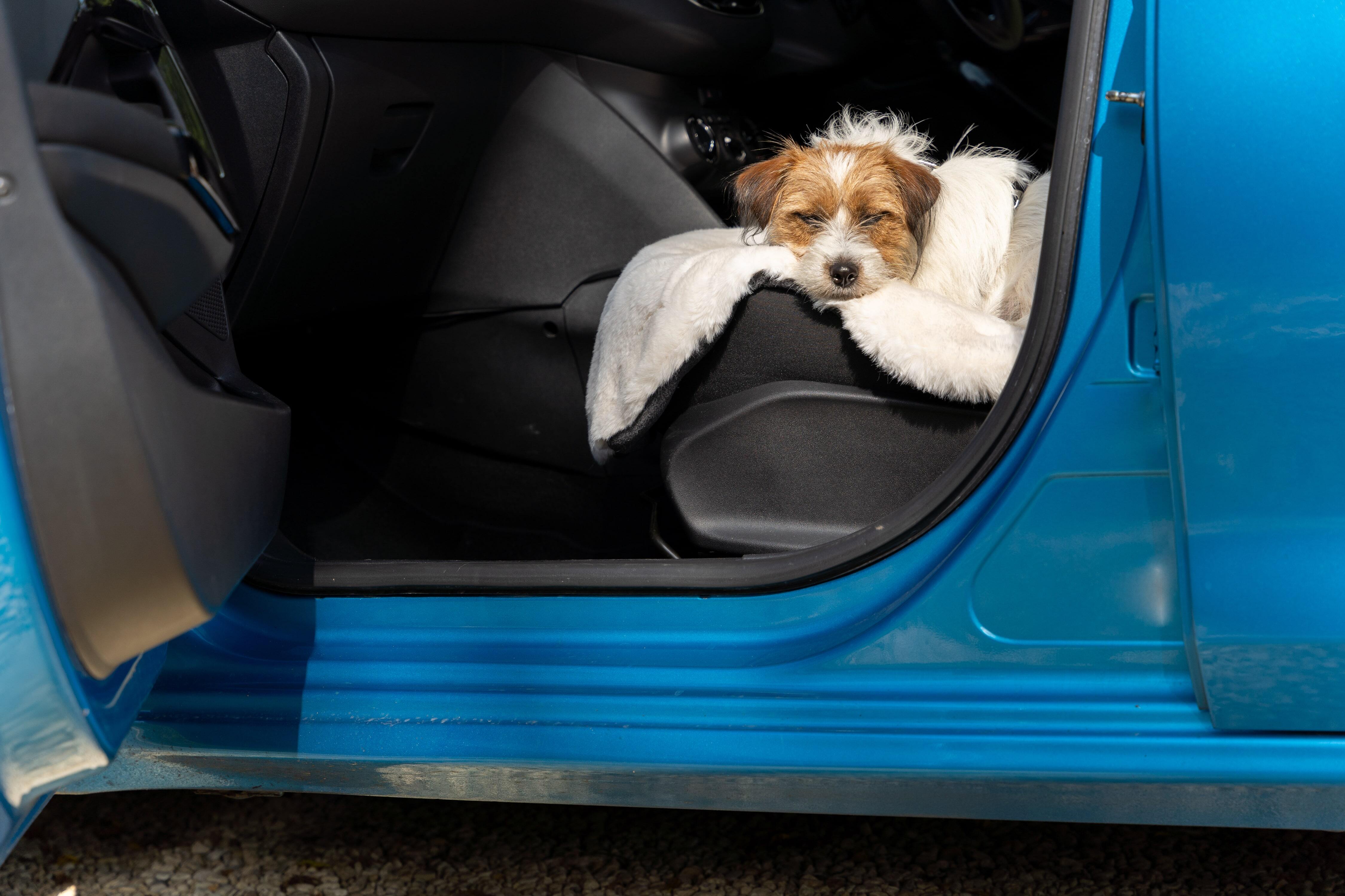 Jack Russell Terrier en sécurité sur la luxueuse couverture pour chien en fausse peau de mouton d’Omlett
