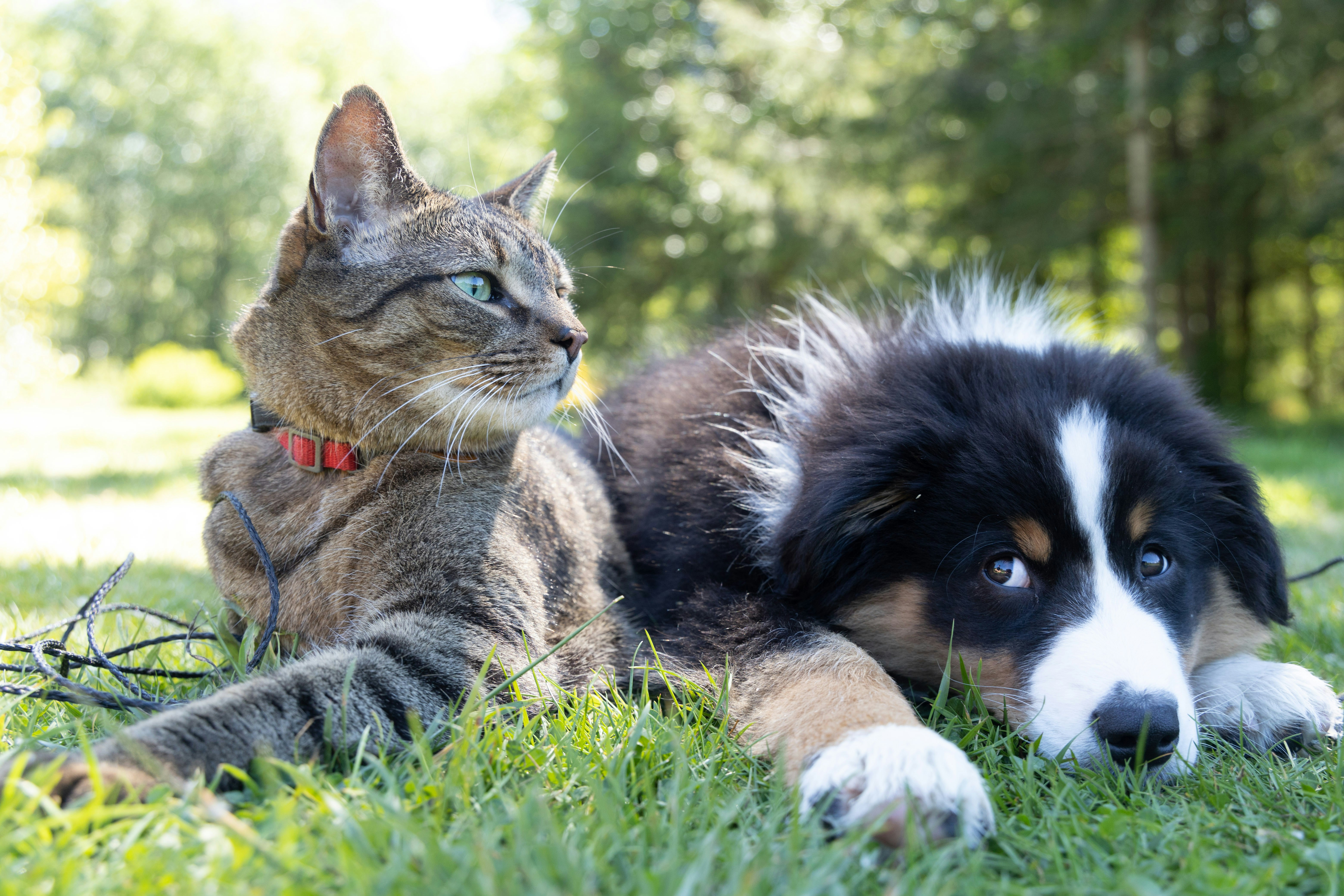 Chat et chien couchés ensemble à l’extérieur