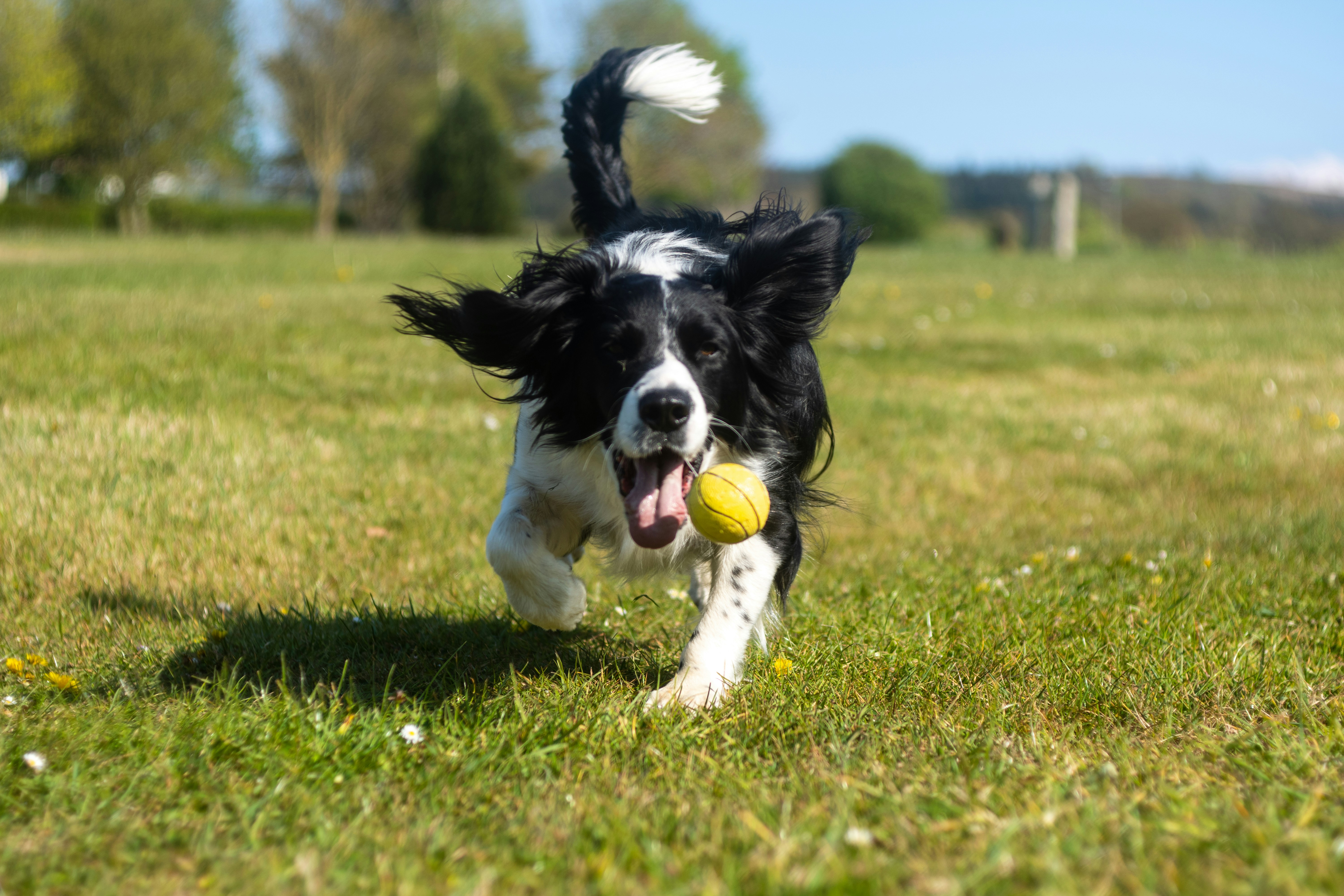 Chien qui joue à la balle avec une balle de tennis