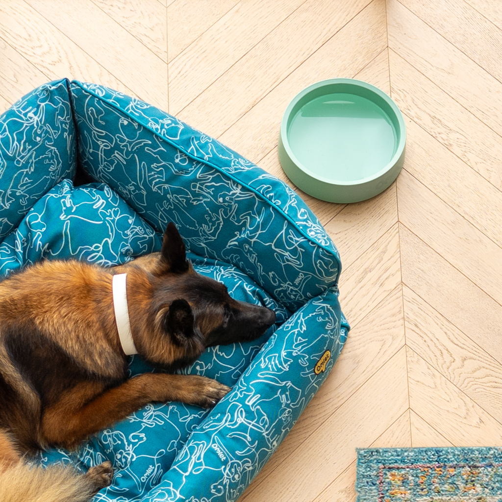 Grand berger allemand couché dans un nid douillet pour chien d’Omlet à côté de la gamelle pour chien Omlet couleur vert sauge