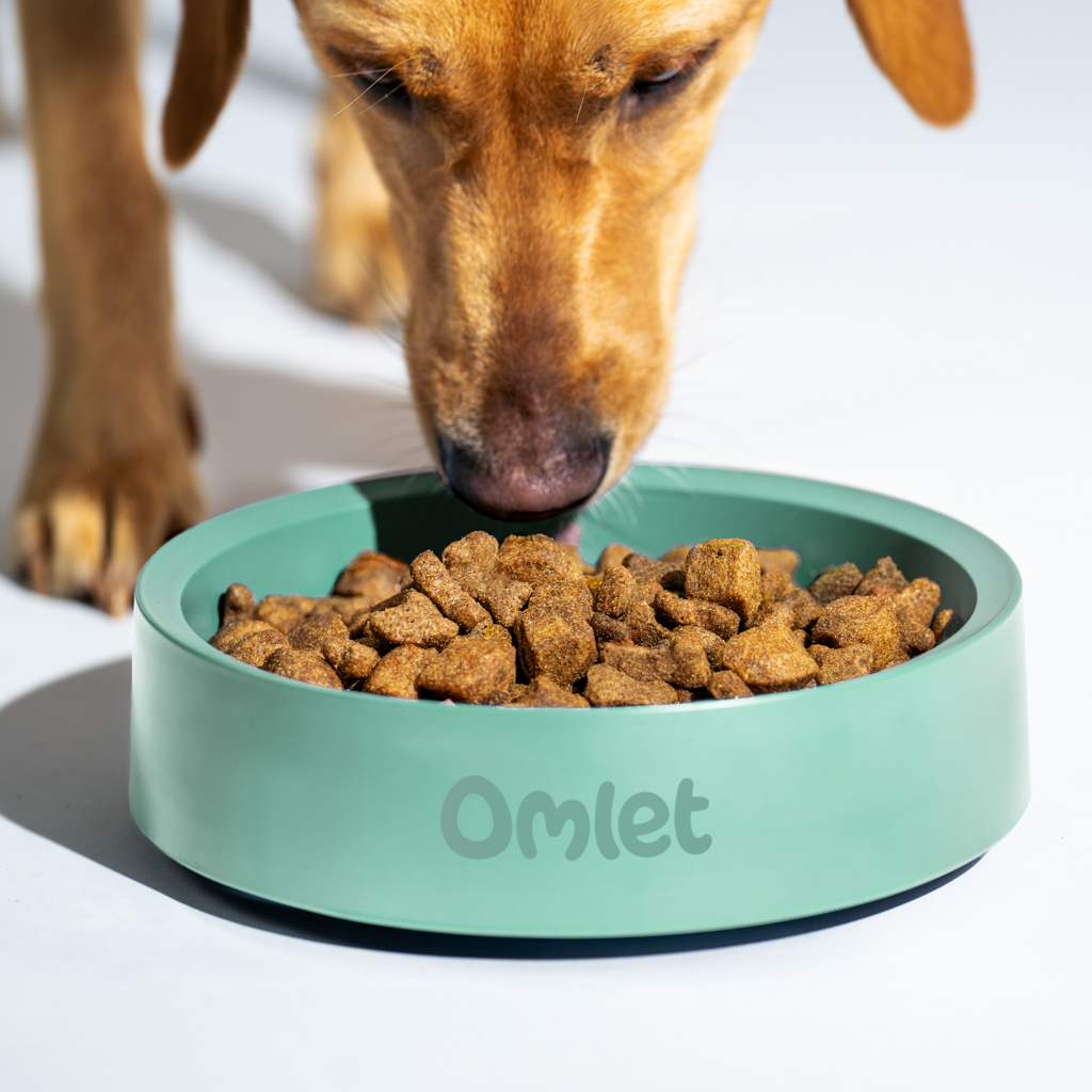 Labrador Retriever qui mange de la nourriture dans une gamelle pour chien Omlet couleur vert sauge